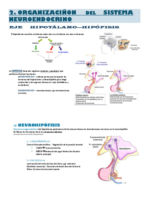 Miniatura del documento Fisiologia-2o-7.2-y-s1.pdf