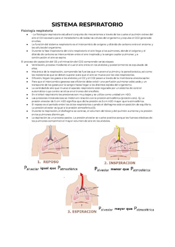 Miniatura del documento Sistema-Respiratorio.pdf