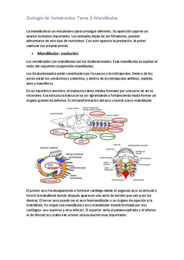Miniatura del documento TEMA 3 ZOO.pdf
