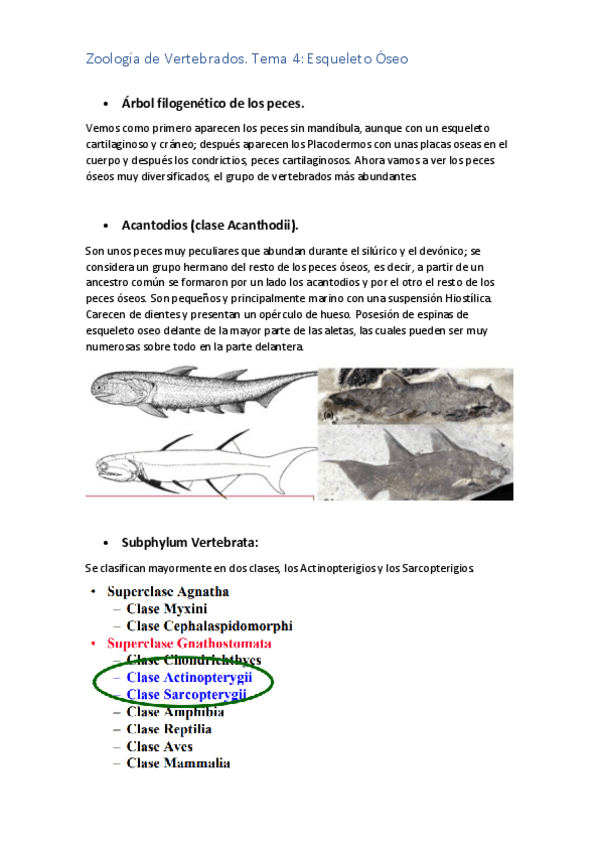 Miniatura del documento TEMA 4 ZOO.pdf