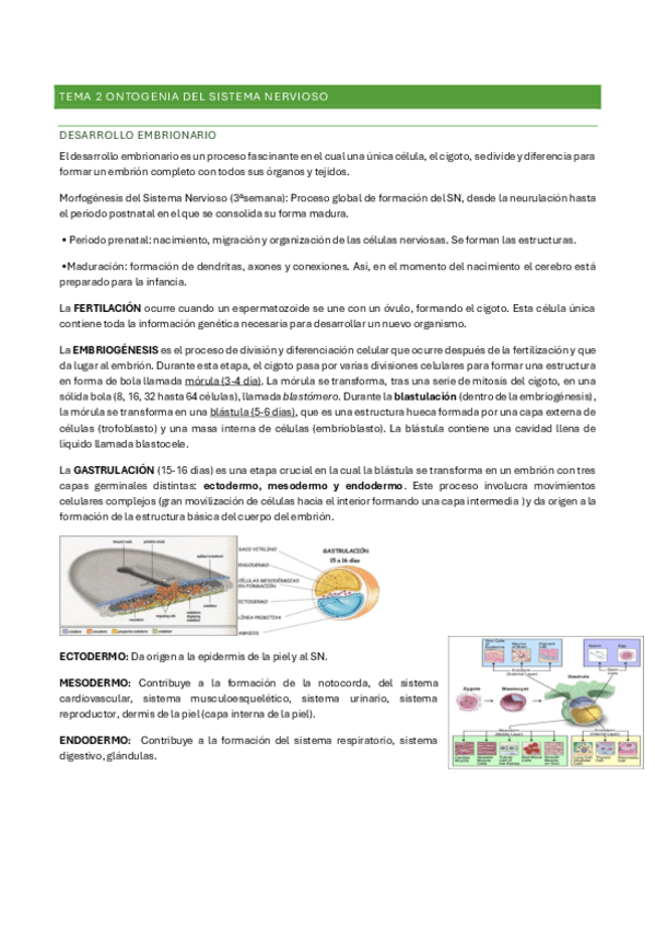 Miniatura del documento tema-2-psicobiologia-II.pdf