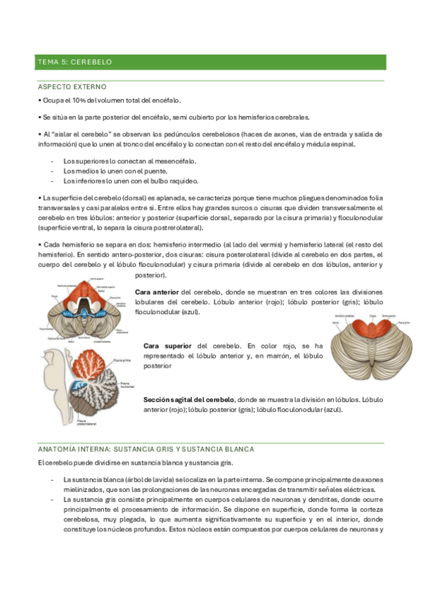 Miniatura del documento tema-5-psicobiologia-II.pdf