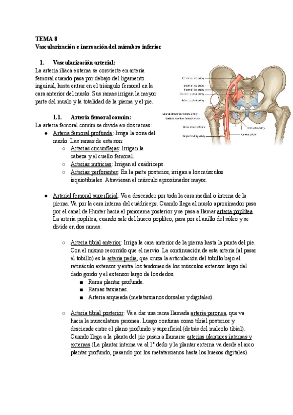 Miniatura del documento TEMA-8-Anatomia-Especial.pdf