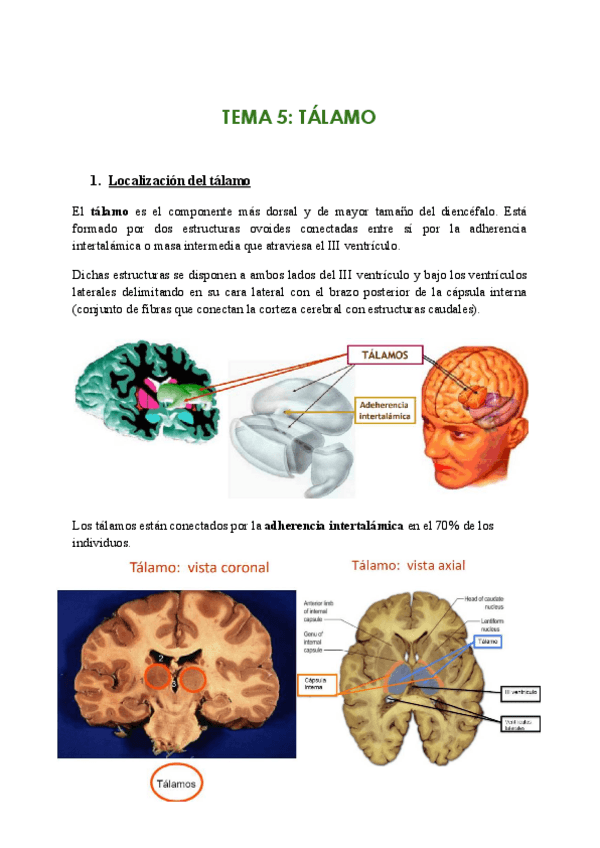 Miniatura del documento TEMA-5-TALAMO.pdf