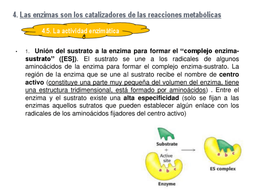 Miniatura del documento actividad-enzimatica.pdf