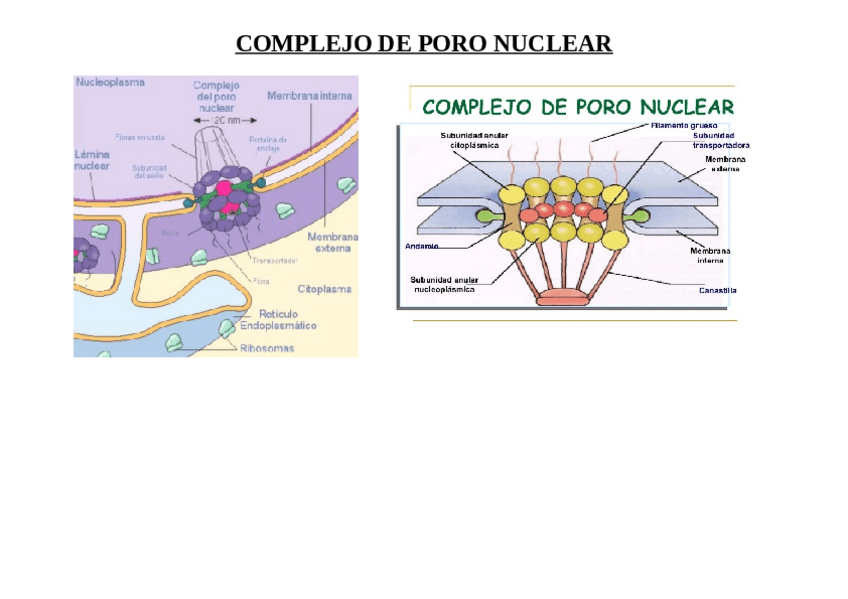 Miniatura del documento COMPLEJO-PORO-NUCLEAR.pdf