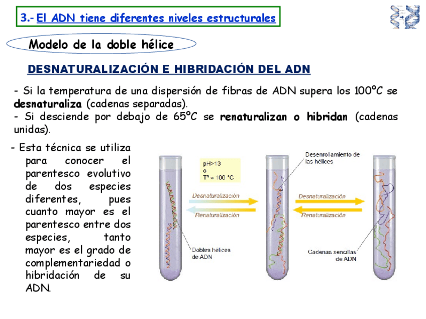 Miniatura del documento DESNATURALIZACION-HIBRIDACION-ADN.pdf