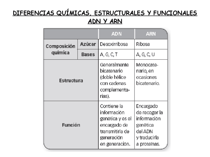 Miniatura del documento DIFERENCIAS-ADN-ARN.pdf