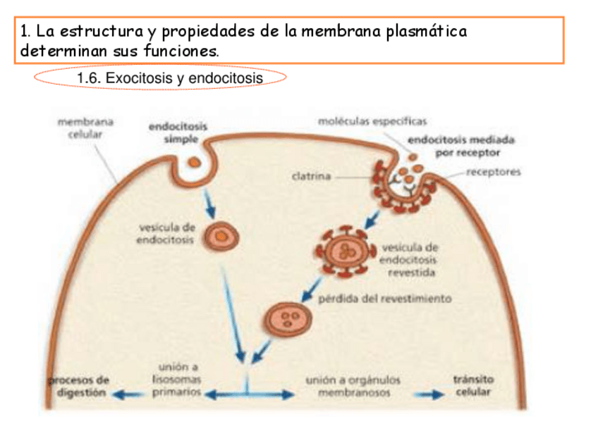 Miniatura del documento ENDOCITOSIS.pdf