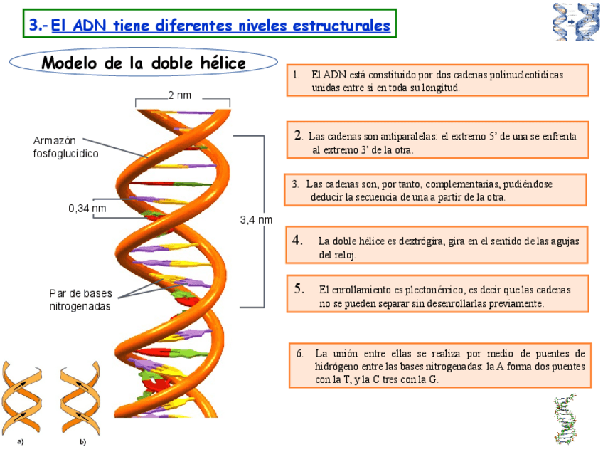 Miniatura del documento ESTRUCUTRA-SECUNDARIA-ADN.pdf