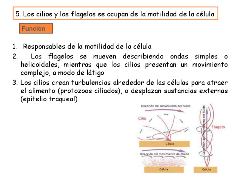Miniatura del documento funcion-cilios-y-flagelos.pdf