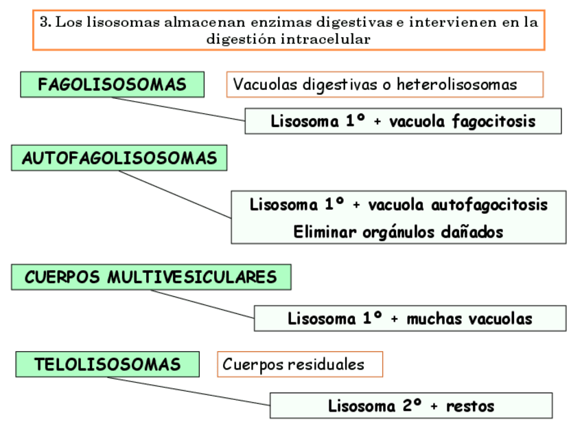 Miniatura del documento LISOSOMAS.pdf