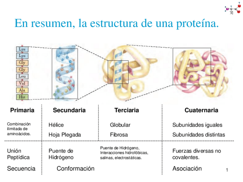 Miniatura del documento RESUMEN-PROTEINAS.pdf