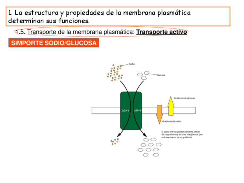 Miniatura del documento transporte-sodio.pdf