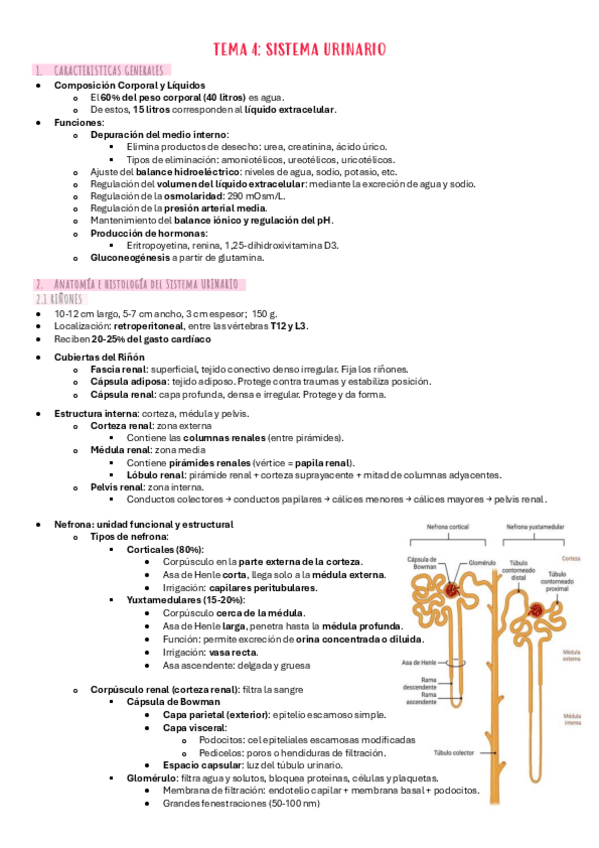Miniatura del documento T.4-anatomia-e-histologia-renal.pdf
