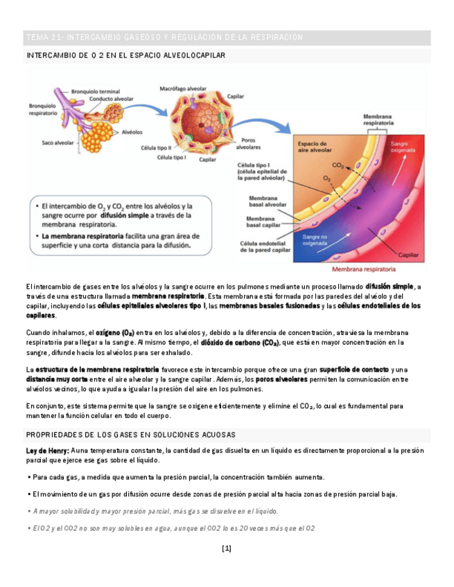 Miniatura del documento TEMA-21-INTERCAMBIO-GASEOSO-Y-REGULACION-DE-LA-RESPIRACION.pdf