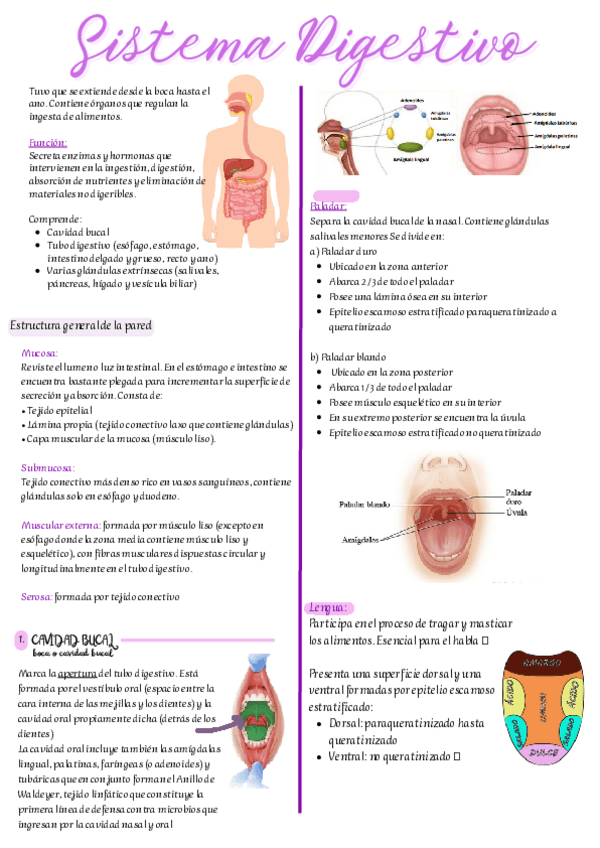 Miniatura del documento Sistema-Digestivo.pdf