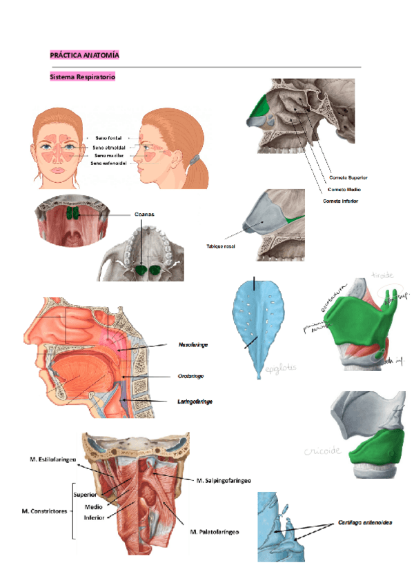 Miniatura del documento PRACTICA-ANATOMIA.pdf