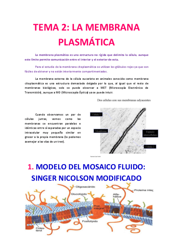 Miniatura del documento Tema 2 Membrana plasmatica.pdf