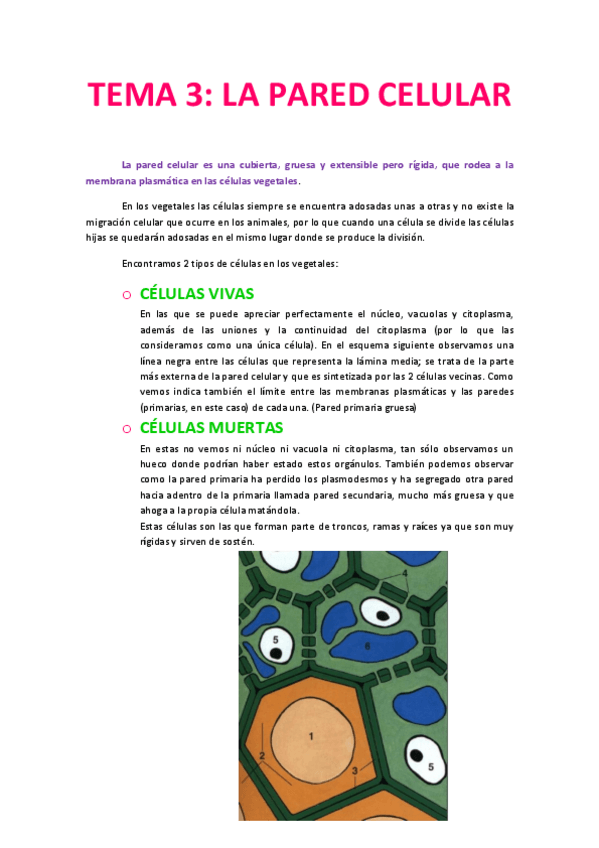 Miniatura del documento Tema 3 La pared celular.pdf