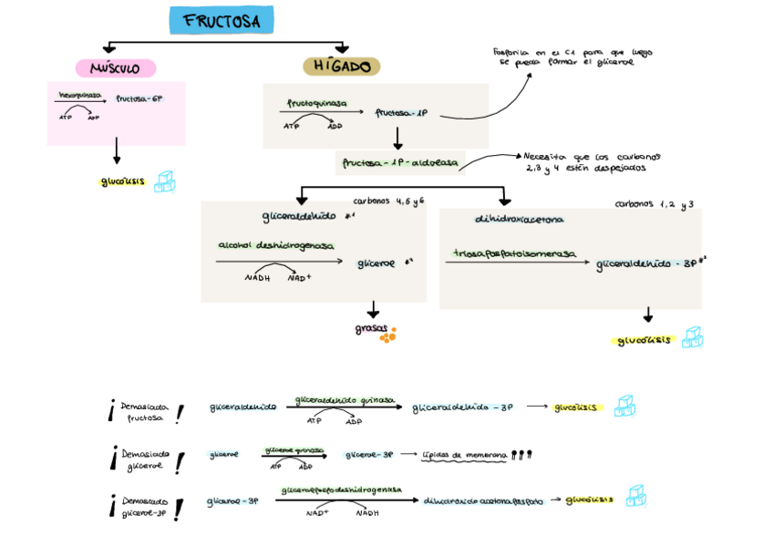 Miniatura del documento Esquema-metabolismo-furctosa.pdf