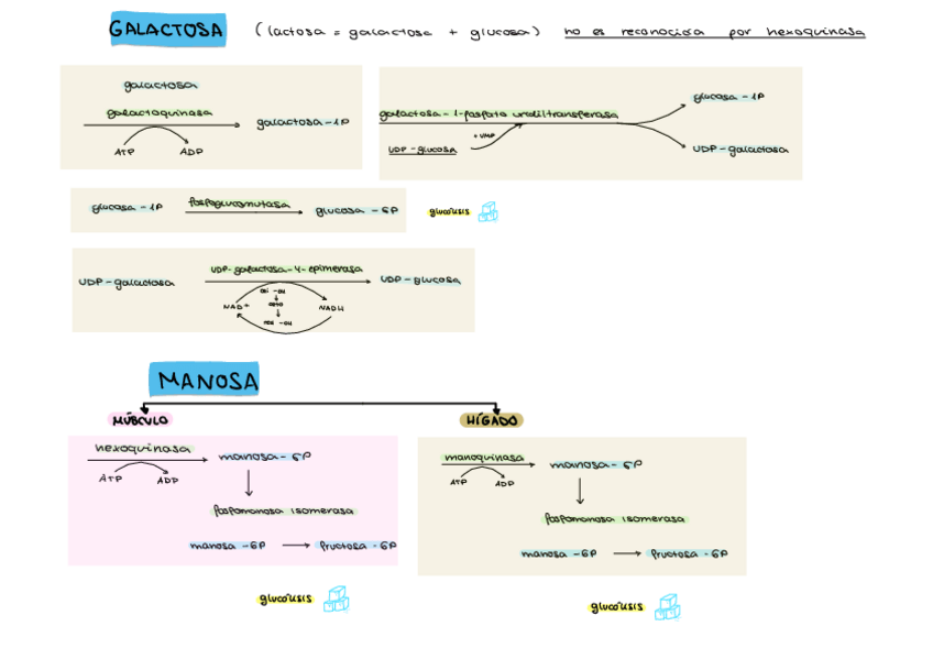 Miniatura del documento Esquemas-galactosa-y-manosa.pdf