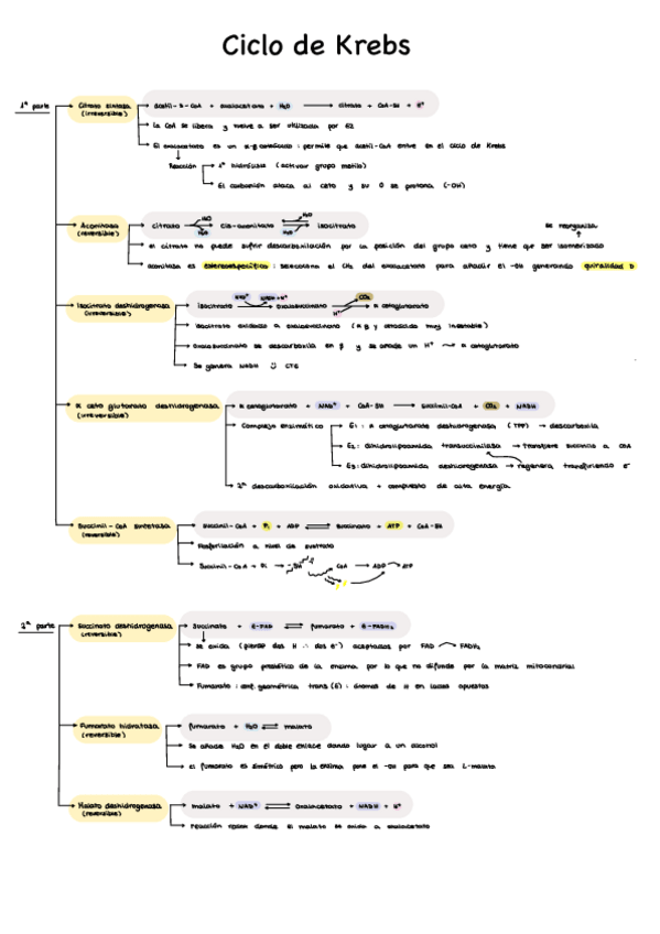 Miniatura del documento Esquema-ciclo-de-Krebs.pdf