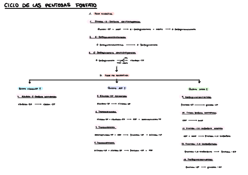 Miniatura del documento Esquema-ciclo-de-las-pentosas-fosfato.pdf