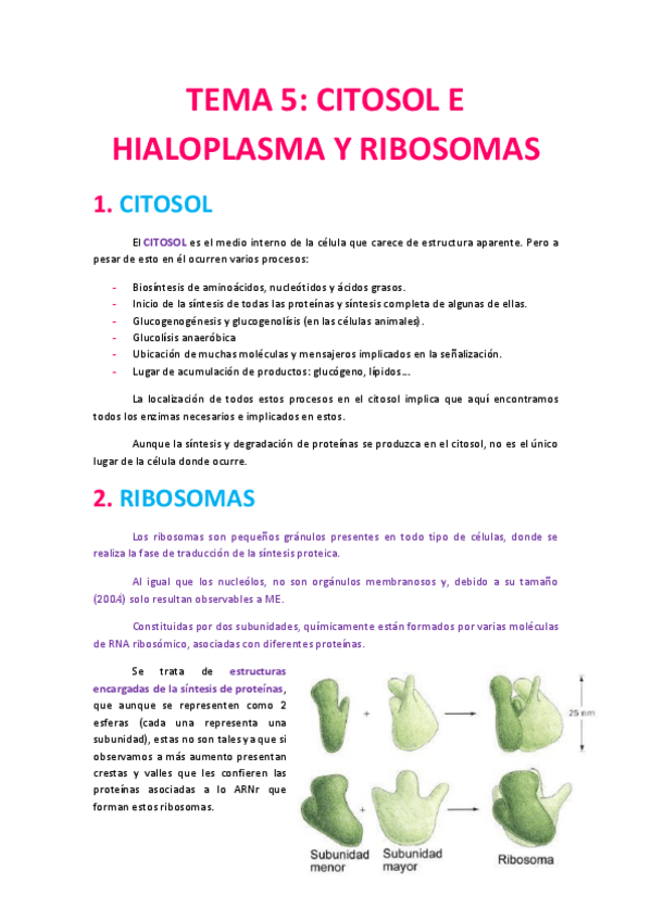 Miniatura del documento Tema 5 Citosol y Ribosomas.pdf