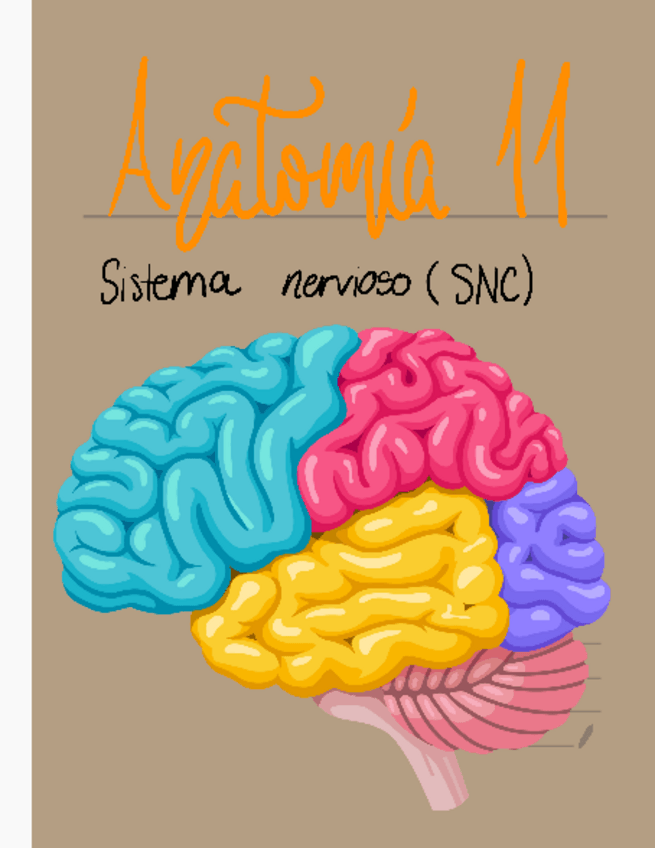 Miniatura del documento APUNTES-ANATOMIA-TEMA-11.pdf