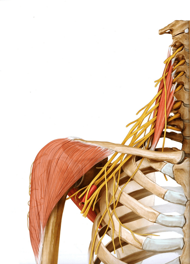 Miniatura del documento Prometheus Tomo 1 (incompleto) -- Miembro Superior.pdf