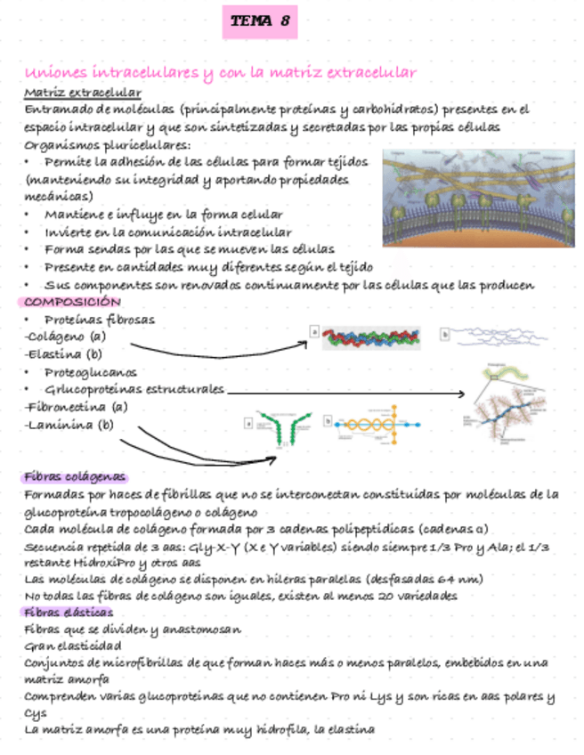 Miniatura del documento Citologia-tema-8.pdf