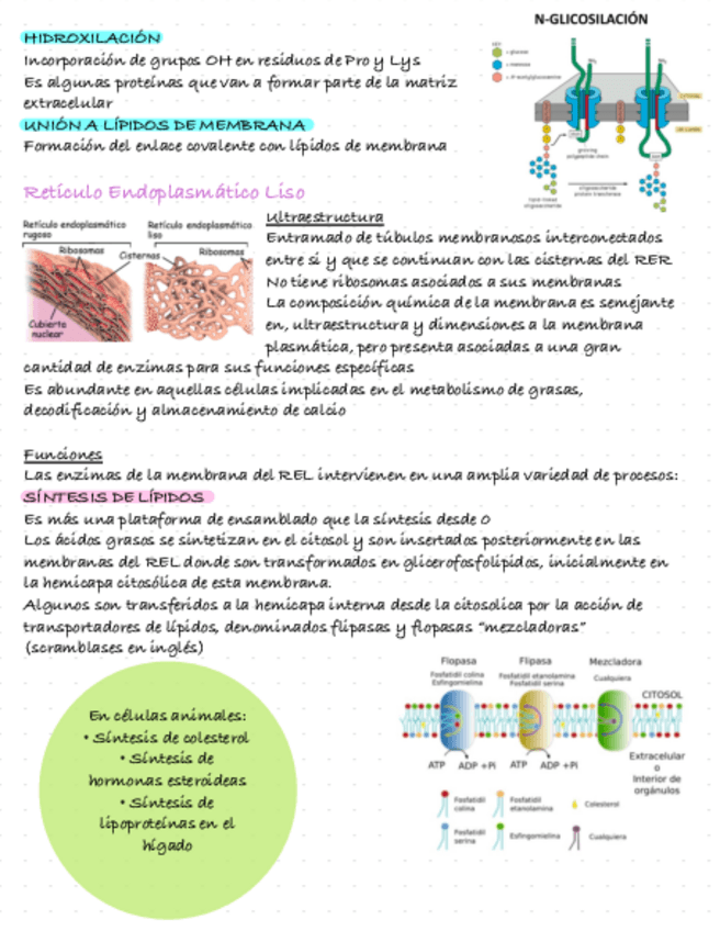 Miniatura del documento Citologia-tema-5.pdf
