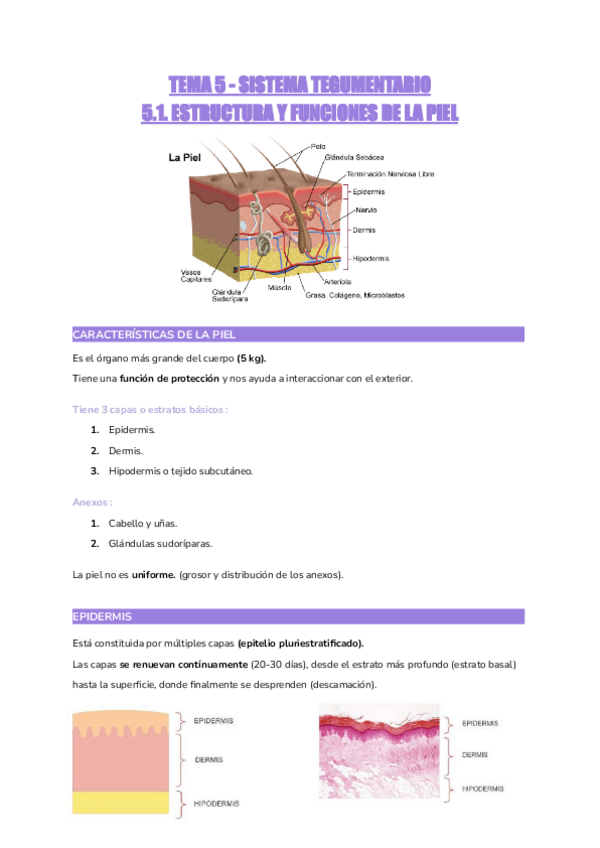 Miniatura del documento TEMA-5.1.-SISTEMA-TEGUMENTARIO-ESTRUCTURA-Y-FUNCIONES-DE-LA-PIEL.pdf