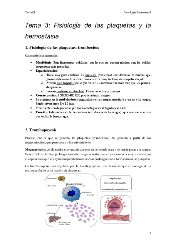 Miniatura del documento Tema-3-Fisiologia-Humana-II.pdf