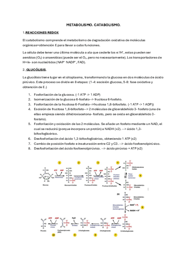 Miniatura del documento metabolismo-CATABOLISMO.pdf