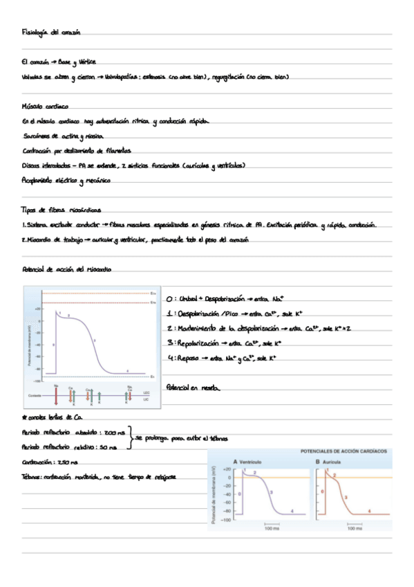 Miniatura del documento 5.-Sistema-Cardiovascular-Parte-2.pdf