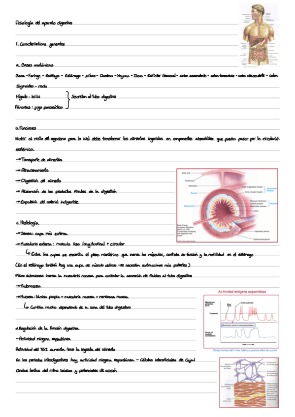 Miniatura del documento 8.-Sistema-Digestivo.pdf
