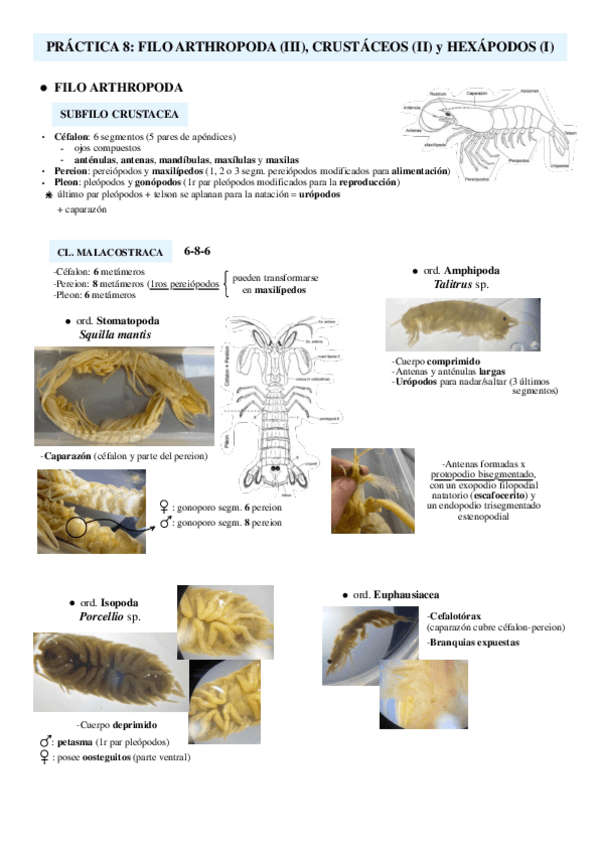 Miniatura del documento Practica-8-Crustaceos-II-y-Hexapodos-I.pdf