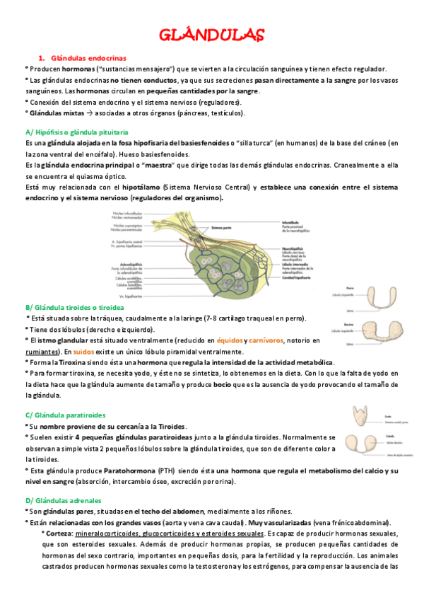 Miniatura del documento Ficha-Glandulas-endocrinas-exocrinas-y-mamarias.pdf