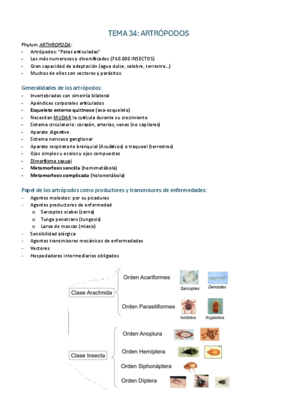 Miniatura del documento 34-38-ARTROPODOS.pdf