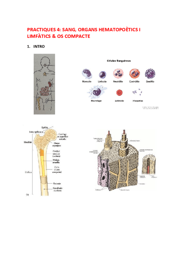 Miniatura del documento PRACTICA-CITO-4.pdf