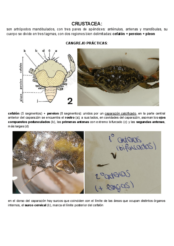 Miniatura del documento CRUSTACEOS.pdf