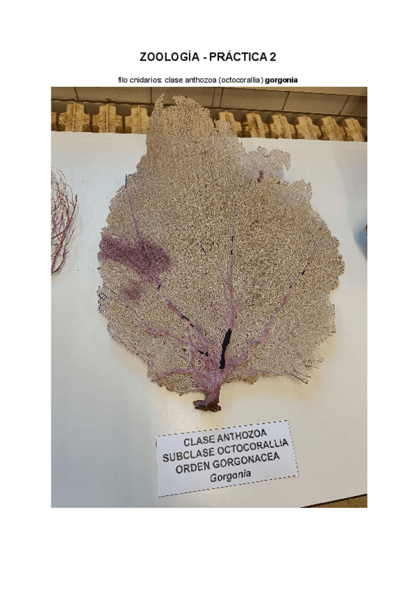 Miniatura del documento CNIDARIOS--PORiFEROS--ANELIDOS--PLATELMINTOS--NEMATODOS.pdf