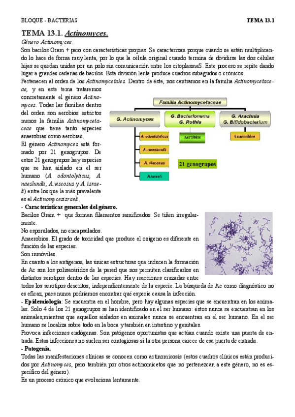 Miniatura del documento T13.1 - Actinomyces.pdf