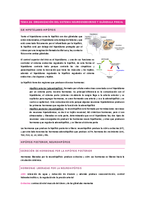 Miniatura del documento T26.-Organizacion-del-sistema-neuroendocrino-y-glandula-pineal.pdf