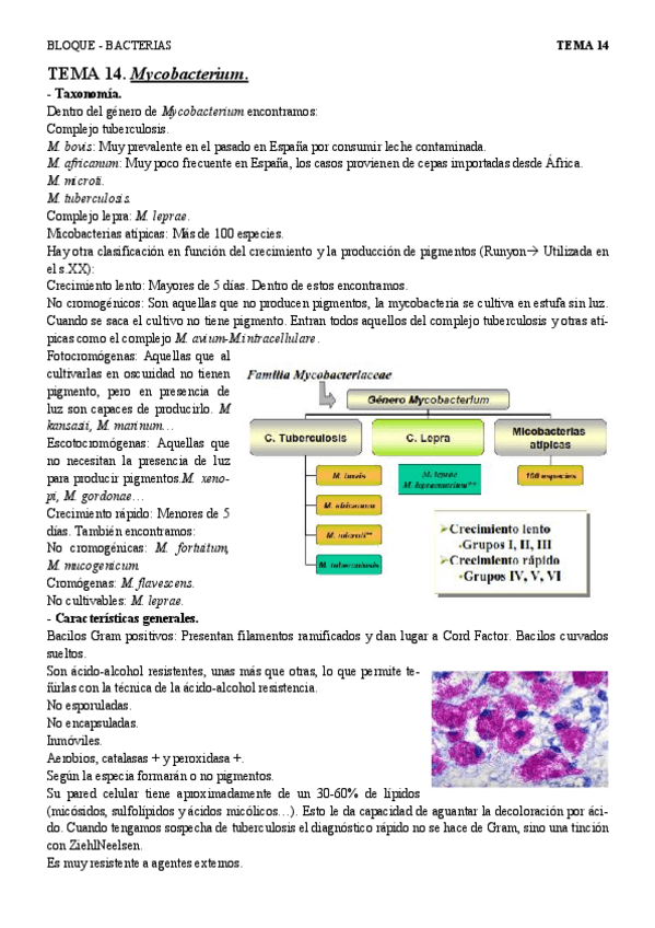 Miniatura del documento T14 - Mycobacterium.pdf