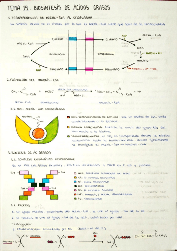 Miniatura del documento tema-19-biosintesis-acidos-grasos.pdf