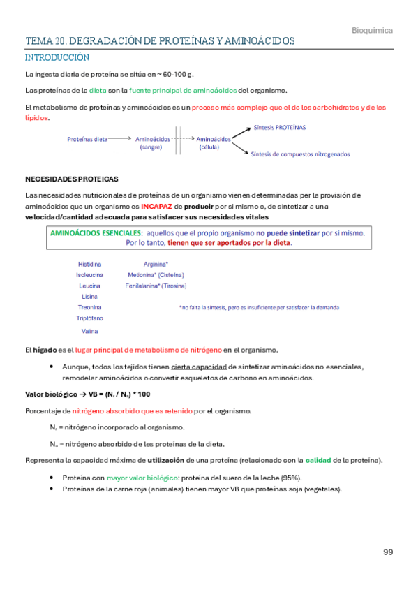 Miniatura del documento Tema-20-Degradacion-de-proteinas-y-aminoacidos.pdf