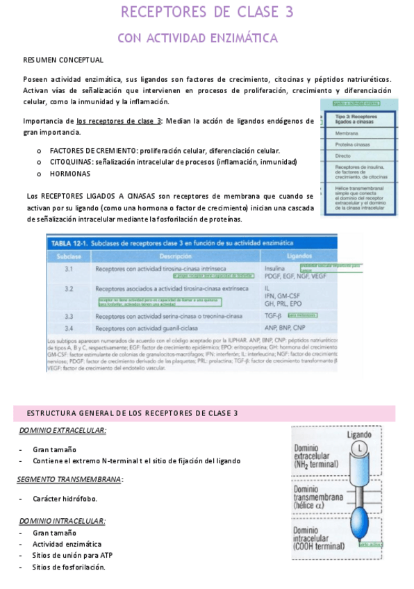 Miniatura del documento Receptores-de-Clase-3.pdf